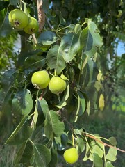 Birnen Birne Pyrus Kernobst Pyrinae Pirus Rosaceae Beer Birnbaum Wildbirne Spiraeoideae Pear Pears pome fruit tree buds trunk branches plantation leaves kernels harvest wild pear bulb