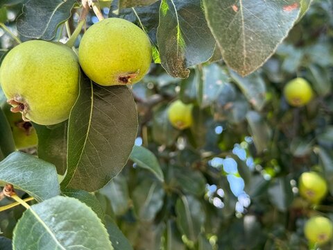 Birnen Birne Pyrus Kernobst Pyrinae Pirus Rosaceae Beer Birnbaum Wildbirne Spiraeoideae Pear Pears pome fruit tree buds trunk branches plantation leaves kernels harvest wild pear bulb
