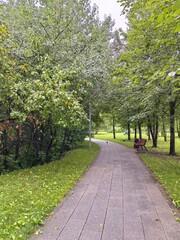 Scenic park pathway surrounded by lush green trees creating a peaceful atmosphere