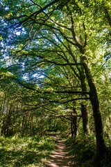 Fototapeta premium Merlin’s Lost Tomb (dark magic spot) 