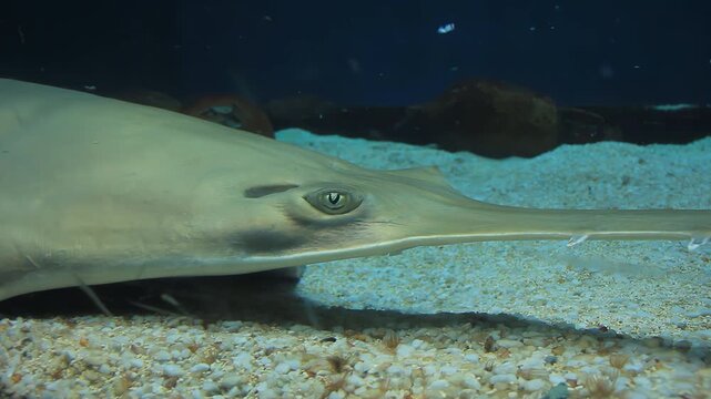 Sawfish Lying on Sandy Floor in Aquarium - Close Up - 4K