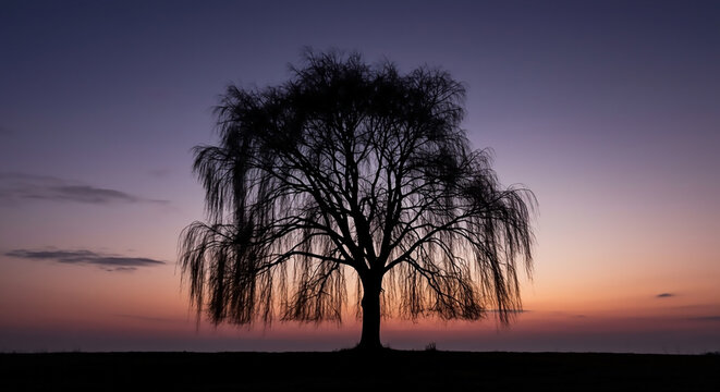 Silhouette of a Weeping Willow at Dusk A Serene Landscape