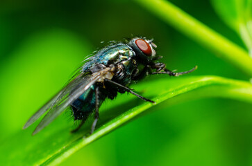 fly on leaf