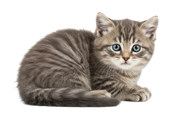 Obraz premium Playful kitten posing home setting animal portrait whimsical environment adorable concept. Cut out png