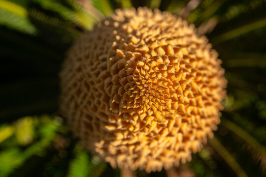 Top view of a cycas revoluta flower.