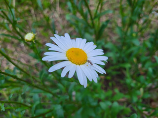 Obraz premium On a summer day, a beautiful white daisy stands alone in the green grass, with a mosquito sitting on it.