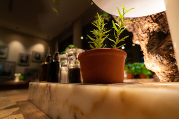Charming Interior with a Potted Plant in Hamburg Cafe