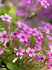 河川敷に咲くムラサキカタバミ