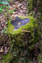 The Aff River’s, Forest of Broceliande, France