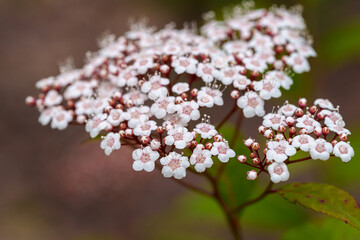 Close-up of white Reeves Spiraea (Spiraea microgyna Nakai) flowers in full bloom in spring.