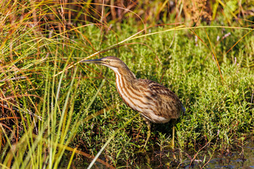 American Bittern in Marsh grass