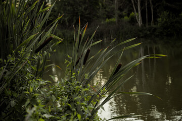 Reed grass. Cattail and reed plant bush at the lake.