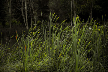 Obraz premium Peaceful lake scenic view, green plant bush at the lake. Copy space