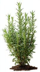 Fototapeta premium Stunning photo of rosemary, (Salvia rosmarinus, Rosmarinus officinalis) plant set frontal bush herbaceous perennial plant isolated png on a white background perfectly cutout.