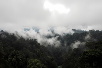 A panoramic rainforest view with mist rising through the trees.