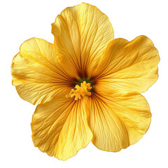 A single yellow hibiscus flower on black background detailed view of petals and stamen