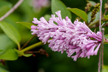 Close-up photo of a Beautiful Wolf's lilac (Syringa wolfii) flower blooming in pink in spring.