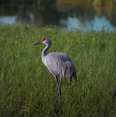 The sandhill crane bird.