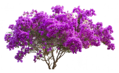 Bougainvillea bush with purple flowers, png, transparent