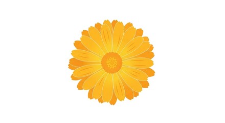 A vibrant, detailed illustration of a single calendula flower with numerous orange petals radiating from a central disk.
