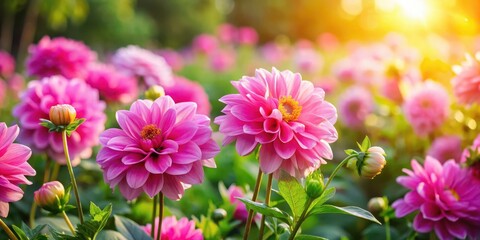 Obraz premium Colorful pink flowers start blooming in a lush garden with bright sunshine and gentle breeze, pink flowers, vibrant garden