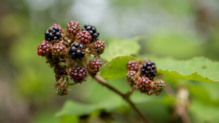 Ripe Blackberries on a Bush