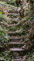 Old Stairs in the Forest