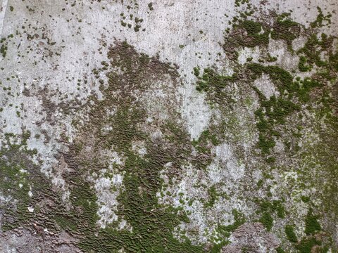 Old grunge wall texture with green moss and weathered stains, natural rustic surface background for vintage, organic, and industrial design projects.