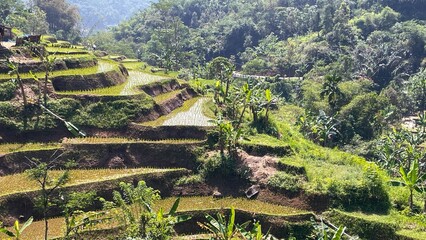 terraced rice terraces