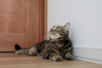 何かを発見した猫