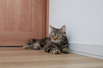 フローリングでくつろぐ猫