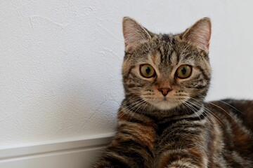 ゴールドアイの猫