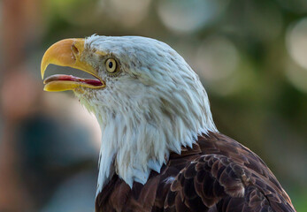 The bald eagle.