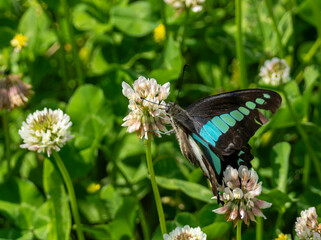 シロツメクサの花の蜜を吸うアオスジアゲハ