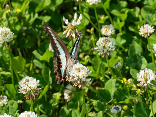 シロツメクサの花の蜜を吸うアオスジアゲハ