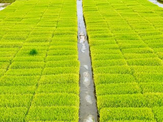 A verdant rice paddy is divided by a narrow irrigation canal, showcasing rows of young, bright green rice seedlings stretching into the distance under the open sky.