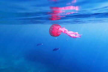 Fototapety na wymiar - Fototapeta24.pl