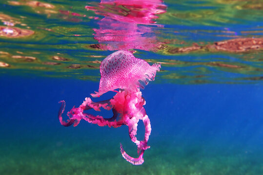 Mauve Stinger Purple Jellyfish - (Pelagia noctiluca)