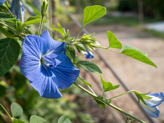 Closeup Blue butterfly pea flower (Clitoria ternatea) blooming on a green vine.