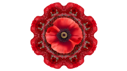 Red poppy integrated into circle on white background