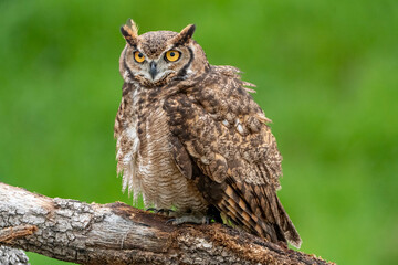 Great Horned Owl perched stalking its prey