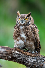 Great Horned Owl perched stalking its prey