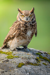 Great Horned Owl perched stalking its prey