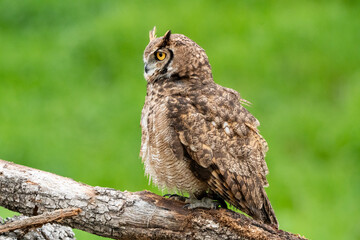 Great Horned Owl perched stalking its prey