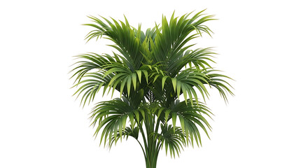 palm tree isolated on white background