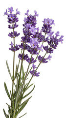 Obraz premium Lavender bloom floral blossom purple flowers nature botanical aromatic herb plant isolated on transparent background 