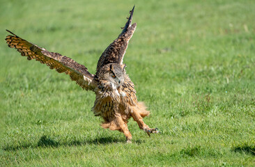 Female eagle owl in flight over green spring fields