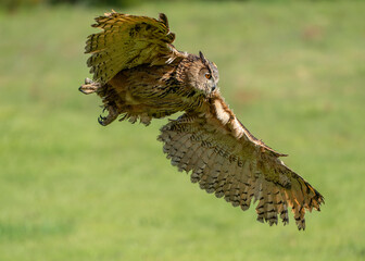 Female eagle owl in flight over green spring fields