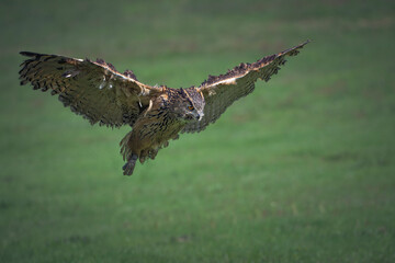 Female eagle owl in flight over green spring fields