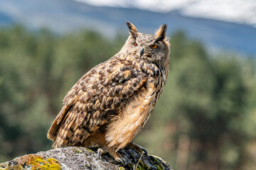 Female Eurasian Eagle Owl on her relaxed perch